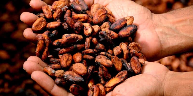 Convocatoria No. 034 Suministro de Plántulas de Cacao